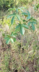 Jatropha variifolia image