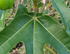 Jatropha variifolia image