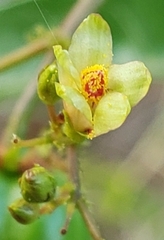 Jatropha variifolia image