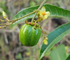 Jatropha variifolia image