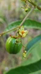 Jatropha variifolia image