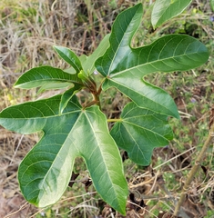 Jatropha variifolia image