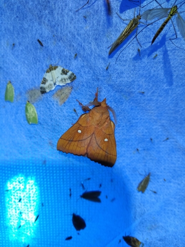 Odonestis pruni