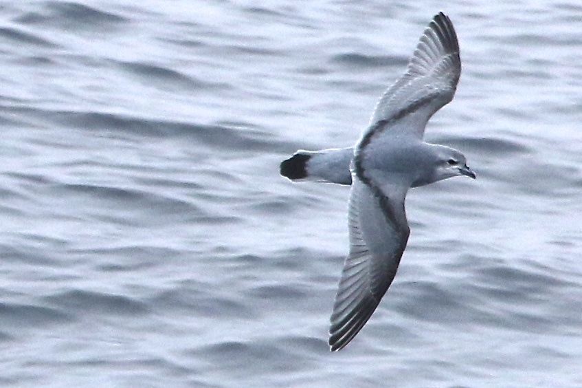 Fulmar Prion
