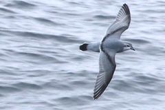 Fulmar Prion photo 1
