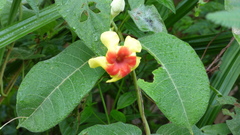 Mandevilla hirsuta
