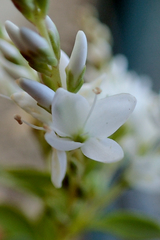 Veronica vernicosa