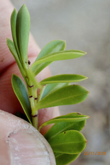 Veronica vernicosa