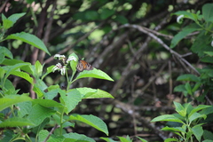 Heliotropium angiospermum