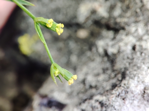 Bupleurum virgatum
