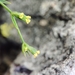 Bupleurum virgatum - Photo (c) Luis Silva, some rights reserved (CC BY-NC-ND), uploaded by Luis Silva