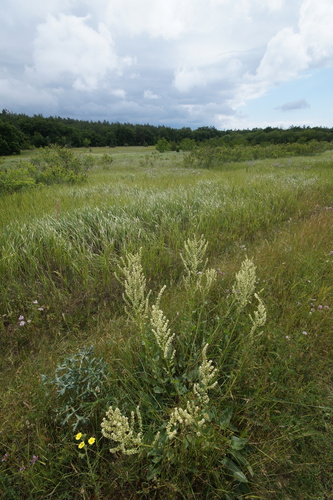 Beta trigyna, photograph 3