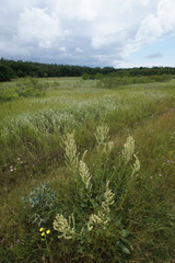 Beta trigyna, photograph (c) Sergey Cherkasov, some rights reserved (CC BY)