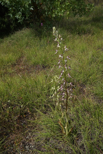 Image of Himantoglossum caprinum by (c) Sergey Cherkasov, some rights reserved (CC BY)