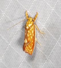 Crepidosceles chryserythra