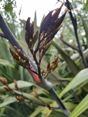 Phormium