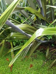 Phormium