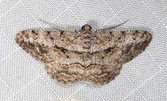 Psilalcis isombra