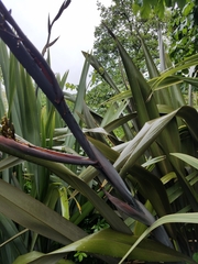Phormium