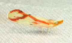 Otiocerus coquebertii