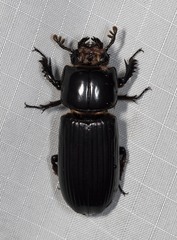 Aulacocyclus kaupii