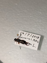 Forficula auricularia