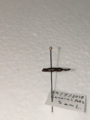 Forficula auricularia