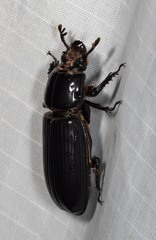 Aulacocyclus kaupii