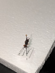 Forficula auricularia