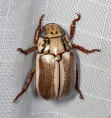 Anoplognathus abnormis