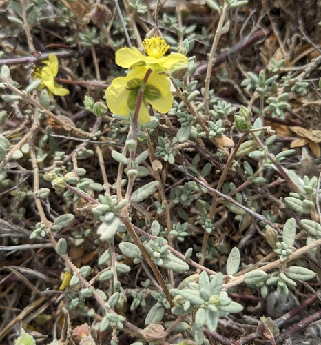 Image of Helianthemum stipulatum by (c) Denis Otkydach, some rights reserved (CC BY)