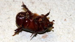 Cheiroplatys latipes