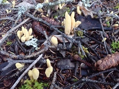 Clavariadelphus sachalinensis