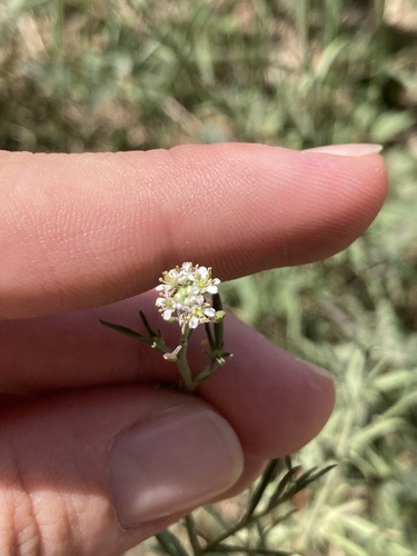 Grassleaf pepperweed (Lepidium graminifolium)