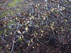 Clavariadelphus sachalinensis