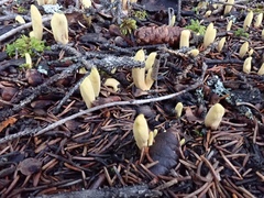 Clavariadelphus sachalinensis