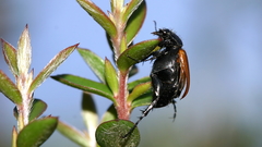 Phyllotocus rufipennis