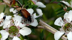 Phyllotocus rufipennis