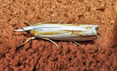 Crambus girardellus