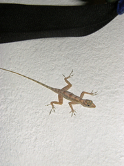 Anolis lucius