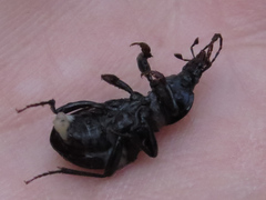 Sphaeroderus stenostomus