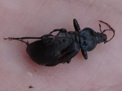 Sphaeroderus stenostomus