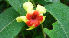 Mandevilla hirsuta