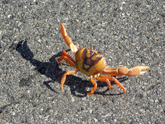 Gecarcinus ruricola