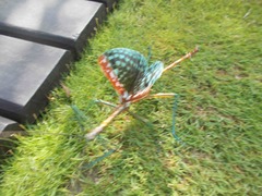 Achrioptera spinosissima