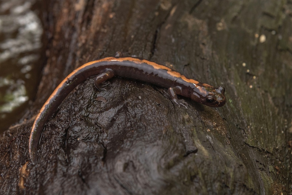 Fireback Clawed Salamander