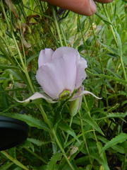 Calochortus nitidus