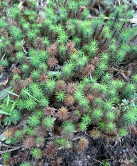 Dawsonia