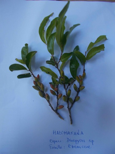 Diospyros tropophylla