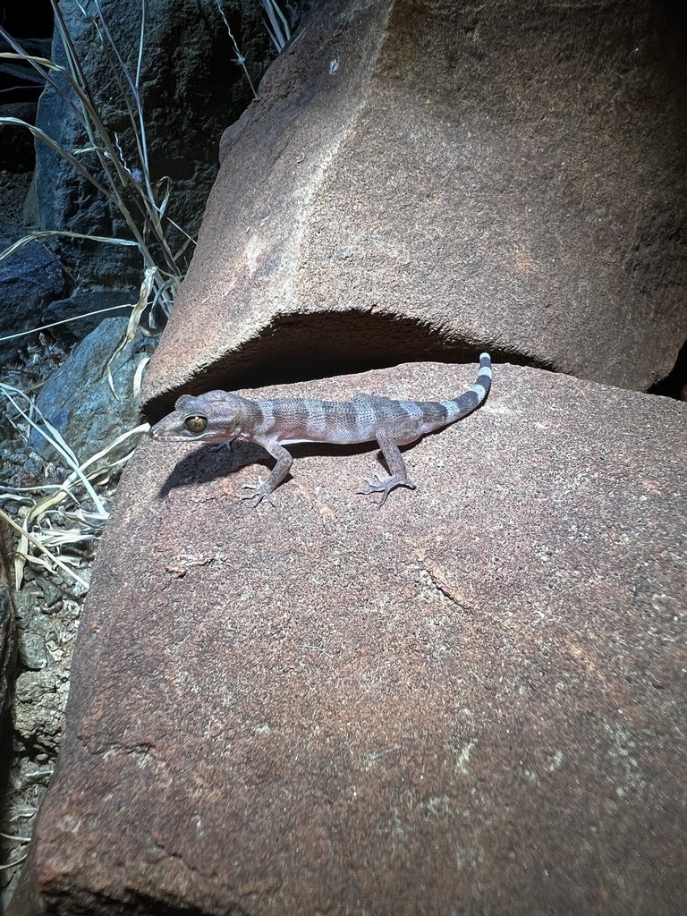 Black Pilbara Gecko